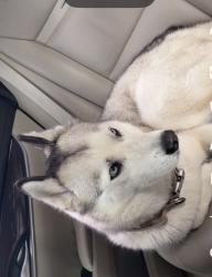 Lost Female Dog last seen Valley and Alderton, La Puente, CA 91744
