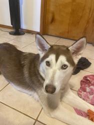 Lost Female Dog last seen Near fm 1581, Pearsall, TX 78061