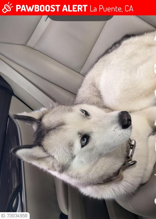 Lost Female Dog last seen Valley and Alderton, La Puente, CA 91744