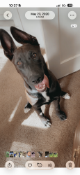 Lost Female Dog last seen Union and Belle Terrace, Bakersfield, CA 93307