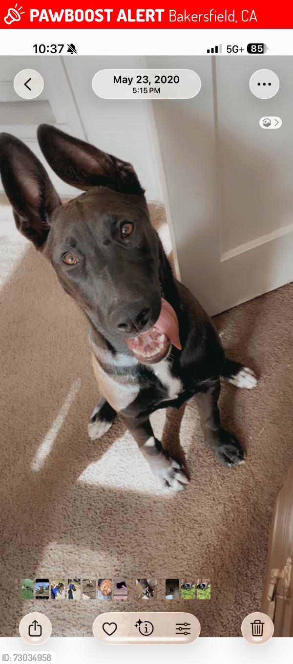 Lost Female Dog last seen Union and Belle Terrace, Bakersfield, CA 93307