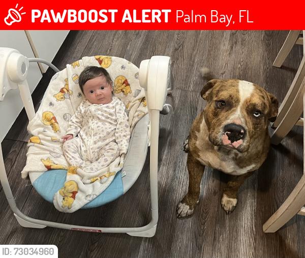 Lost Male Dog last seen Cogan dr, SE Palm Bay , Palm Bay, FL 32909