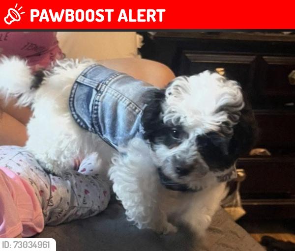 Lost Female Dog last seen Chambers st, Hamilton Township, NJ 08610