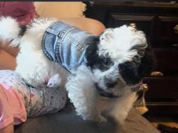 Lost Female Dog last seen Chambers st, Hamilton Township, NJ 08610