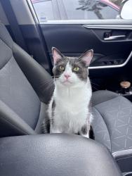 Lost Male Cat last seen Via de Plata, San Marcos, CA 92069