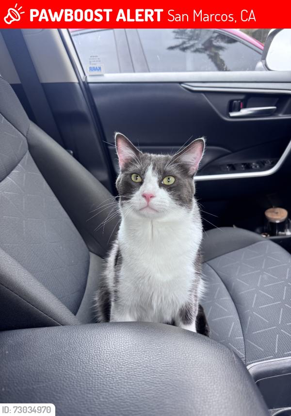 Lost Male Cat last seen Via de Plata, San Marcos, CA 92069