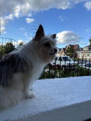 Lost Male Dog last seen Near S California ave , Chicago, IL 60629