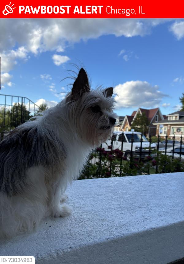 Lost Male Dog last seen Near S California ave , Chicago, IL 60629