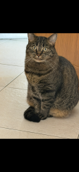 Lost Female Cat last seen Oakmont, South San Francisco, CA 94080