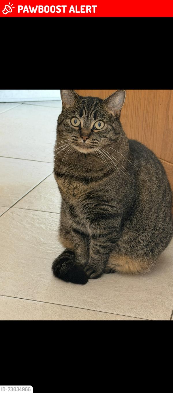 Lost Female Cat last seen Oakmont, South San Francisco, CA 94080