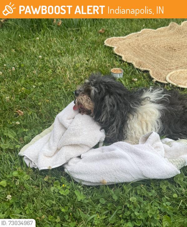 Found/Stray Unknown Dog last seen N Rural Street and E St Clair Street, Indianapolis, IN 46218