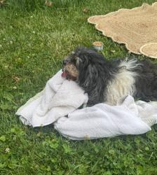 Found/Stray Unknown Dog last seen N Rural Street and E St Clair Street, Indianapolis, IN 46218
