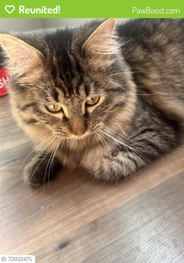 Reunited Male Cat last seen Kirk St, Denver, CO 80249