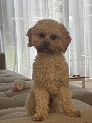 Lost Male Dog last seen Salisbury St, Moonee Ponds, VIC 3039