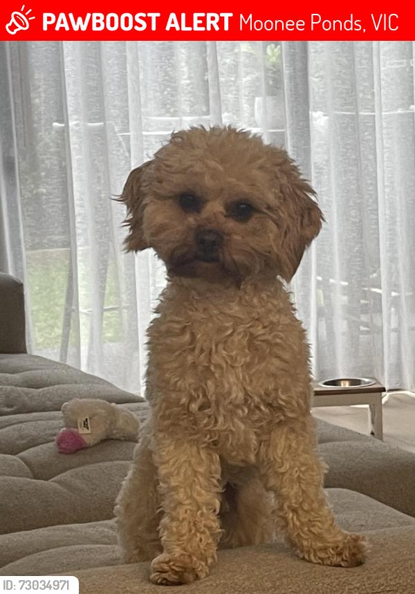 Lost Male Dog last seen Salisbury St, Moonee Ponds, VIC 3039
