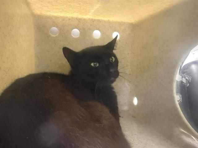 Shelter Stray Unknown Cat last seen Near BLOCK E MEEKER ST, KENT WA 98030, 21615 64th Ave S, Kent, WA 98032, USA