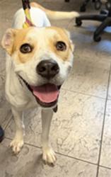 Shelter Stray Female Dog last seen , 11361 W Pico Blvd, Los Angeles, CA 90064, USA