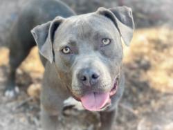 Shelter Stray Female Dog last seen , 957 N Gaffey St, San Pedro, CA 90731, USA
