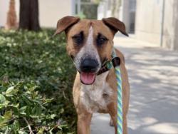 Shelter Stray Female Dog last seen , 957 N Gaffey St, San Pedro, CA 90731, USA