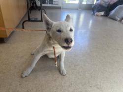 Shelter Stray Male Dog last seen , 957 N Gaffey St, San Pedro, CA 90731, USA