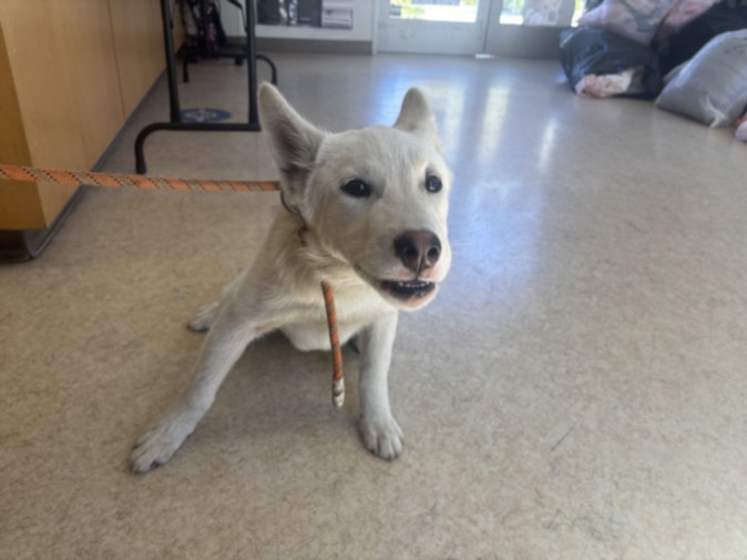 Shelter Stray Male Dog last seen , 957 N Gaffey St, San Pedro, CA 90731, USA