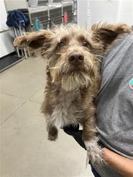 Shelter Stray Male Dog last seen Near BLOCK E ASHLAN AVE, FRESNO CA 93726, 5277 E Airways Blvd, Fresno, CA 93727, USA