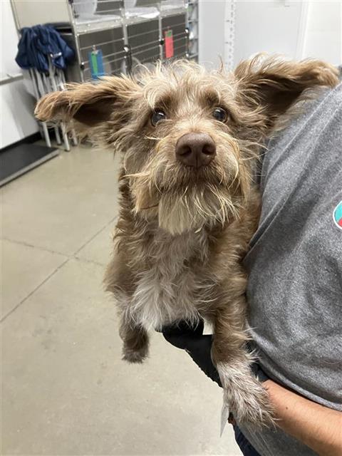 Shelter Stray Male Dog last seen Near BLOCK E ASHLAN AVE, FRESNO CA 93726, 5277 E Airways Blvd, Fresno, CA 93727, USA