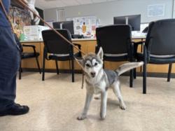 Shelter Stray Male Dog last seen , 957 N Gaffey St, San Pedro, CA 90731, USA