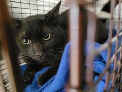 Shelter Stray Male Cat last seen , 957 N Gaffey St, San Pedro, CA 90731, USA