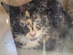 Shelter Stray Female Cat last seen , 957 N Gaffey St, San Pedro, CA 90731, USA
