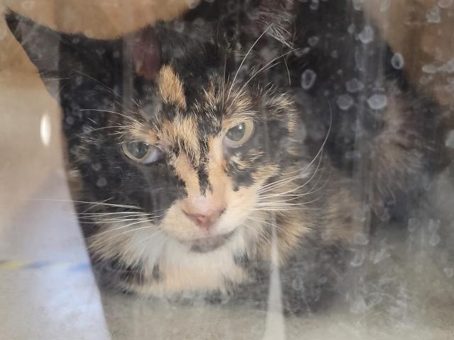 Shelter Stray Female Cat last seen , 957 N Gaffey St, San Pedro, CA 90731, USA