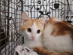 Shelter Stray Male Cat last seen , 957 N Gaffey St, San Pedro, CA 90731, USA