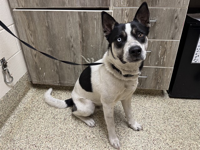 Shelter Stray Male Dog last seen UNION BLVD & E FOUNTAIN BLVD, COLORADO SPRINGS, CO 80910, 610 Abbot Ln, Colorado Springs, CO 80905, USA