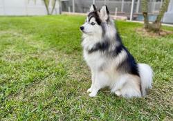 Lost Male Dog last seen Near north Farr rd, Spokane County, WA 99206