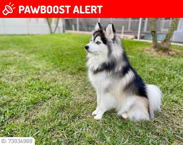 Lost Male Dog last seen Near north Farr rd, Spokane County, WA 99206