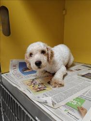 Shelter Stray Female Dog last seen , 3201 Lacy St, Los Angeles, CA 90031, USA