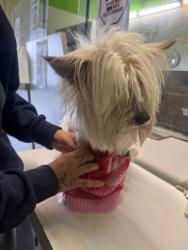Shelter Stray Male Dog last seen , 1850 W 60th St, Los Angeles, CA 90047, USA