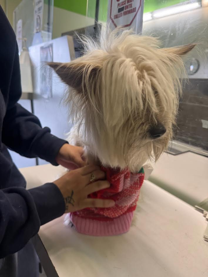 Shelter Stray Male Dog last seen , 1850 W 60th St, Los Angeles, CA 90047, USA