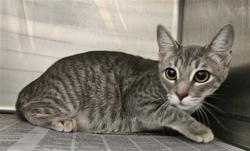 Shelter Stray Female Cat last seen , 3201 Lacy St, Los Angeles, CA 90031, USA