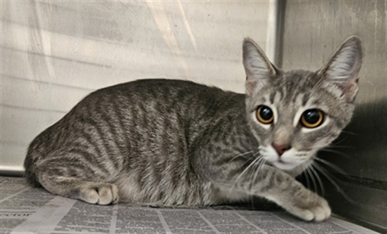 Shelter Stray Female Cat last seen , 3201 Lacy St, Los Angeles, CA 90031, USA