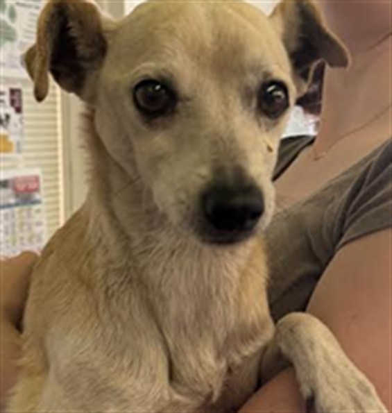Shelter Stray Male Dog last seen , 1850 W 60th St, Los Angeles, CA 90047, USA
