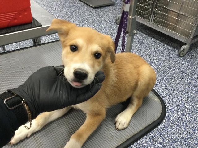 Shelter Stray Female Dog last seen Near BLOCK 70TH AVE, MECCA CA 92254, Thousand Palms, CA, USA