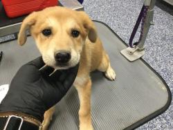 Shelter Stray Female Dog last seen Near BLOCK 70TH AVE, MECCA CA 92254, Thousand Palms, CA, USA