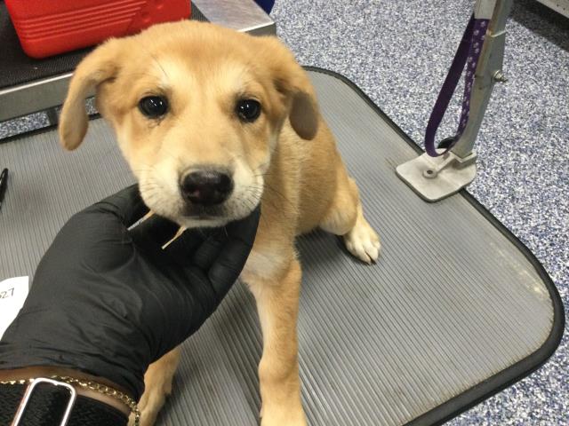Shelter Stray Female Dog last seen Near BLOCK 70TH AVE, MECCA CA 92254, Thousand Palms, CA, USA