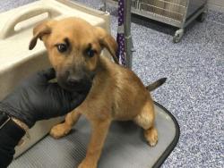 Shelter Stray Male Dog last seen Near BLOCK 70TH AVE, MECCA CA 92254, Thousand Palms, CA, USA