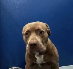 Shelter Stray Male Dog last seen , 4275 Elton St, Baldwin Park, CA 91706, USA