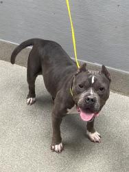 Shelter Stray Female Dog last seen , 655 N Mojave Rd, Las Vegas, NV 89101, USA