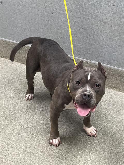 Shelter Stray Female Dog last seen , 655 N Mojave Rd, Las Vegas, NV 89101, USA