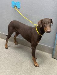 Shelter Stray Male Dog last seen Near BLOCK STEWART AVE, LAS VEGAS NV 89101, 655 N Mojave Rd, Las Vegas, NV 89101, USA