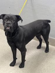 Shelter Stray Male Dog last seen Near BLOCK FREE BIRD CREST AVE, NORTH LAS VEGAS NV 89081, 655 N Mojave Rd, Las Vegas, NV 89101, USA